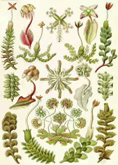 Naturalist Collection: Illustration shows liverworts. Hepaticae