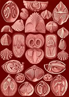 Mapped Collection: Illustration shows marine animals. Spirobranchia