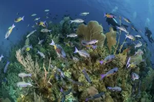 Ocean Life Photo Mug Collection: Divers exploring a Caribbean reef with a school of fish