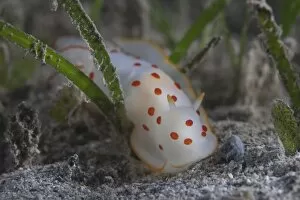 Sea Slugs Collection: Gymnodoris ceylonica nudibranch, Beqa Lagoon Fiji