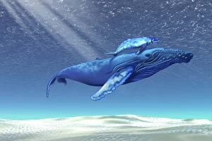 Baleen Whales Collection: Mom and baby humpback whales swim through clear tropical waters