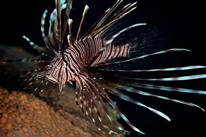 Ocean Life Poster Print Collection: Red Lionfish flares its deadly spines