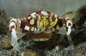 Ocean Life Poster Print Collection: Red and white harlequin crab releasing its eggs, Indonesia