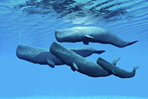 Ocean Life Poster Print Collection: A sperm whale family swimming together