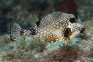 Ocean Life Poster Print Collection: A Spotted Trunkfish, Key Largo, Florida