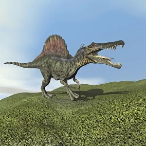 Close-up of a menacing Megalosaurus. Megalosaurus was a large carnivorous  theropod dinosaur that lived in the Jurassic Period of Europe Poster Print  