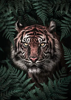 Surrealism Collection: Tiger
