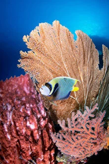 Coral Reefs Collection: Angelfish and seafan