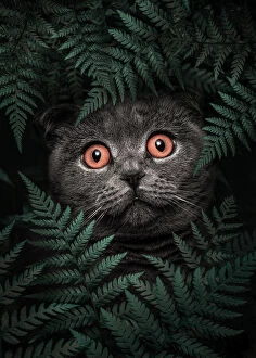 Surrealism art Poster Print Collection: British Shorthair Cat