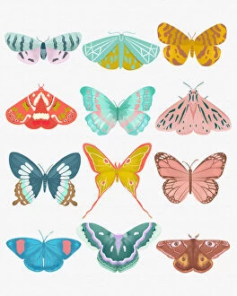 Related Images Mouse Mat Collection: Butterfly