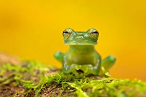 Frog Collection: Emerald glass frog