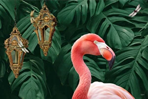 Fine art Collection: Flamingo & Dragonflies