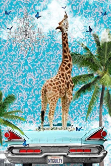 Surrealist Collection: Giraffe California Dream