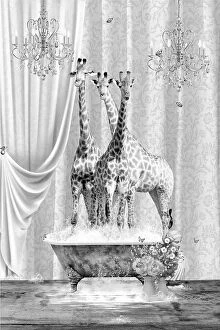 Surreal Canvas Print Collection: Three Giraffes & Bubbles Black & White