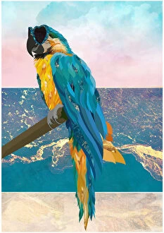Water Collection: Macaw On Holiday 01