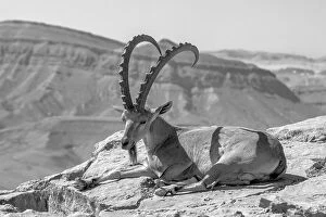 Ramon Collection: Male Nubian Ibex, Makhtesh (crater) Ramon