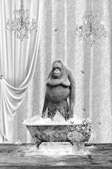 Surrealism artwork Collection: Orangutan & Bubbles Black & White