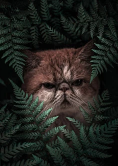 Jungle Cat Premium Framed Print Collection: Peaknose Cat In Ferns