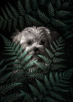 Surrealist paintings Collection: Puppy In The Ferns