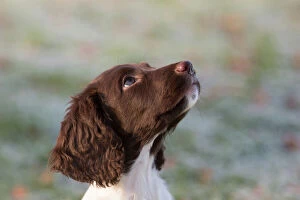 Canis Familiaris Collection: 12 week old springer spaniel puppy in training. Wiltshire, UK