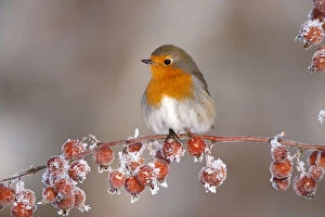 Robins Poster Print Collection: Adult Robin (Erithacus rubecula) in winter, perched on twig with frozen crab apples