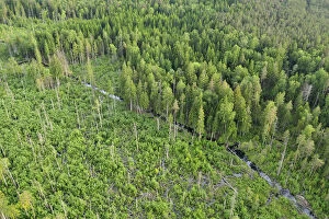 Latvia Photo Mug Collection: Aerial view of Eurasian beaver (Castor fiber) destruction in a forest, Kemeri National Park
