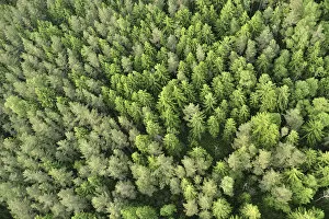 Latvia Metal Print Collection: Aerial view of forest, Kemeri National Park, Latvia, June 2009