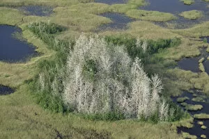 Aerial Views Jigsaw Puzzle Collection: Aerial view of Great cormorant (Phalacrocorax carbo sinensis) colony in dead trees