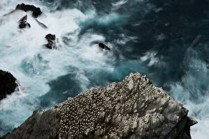Scotland Photographic Print Collection: Aerial view of nesting Gannets (Morus bassanus) and swirling seas, Hermaness, Shetland, Scotland
