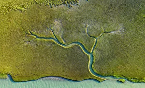 America Collection: Aerial view of tidal channels in marshland, with tree like appearance