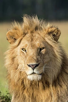 Male Animal Collection: African lion (Panthera leo) portrait, Masai Mara Game Reserve, Kenya