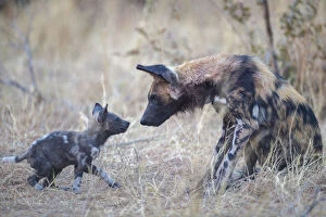 Lycaon Pictus Collection: African wild dog (Lycaon pictus) interacting with pup age two months, Okavango Delta