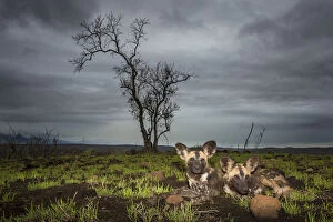 Lycaon Pictus Collection: African Wild dogs or Cape hunting dogs (Lycaon pictus) at close range taken from ground level