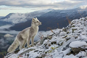 Canidae Collection: Arctic Fox (Alopex / Vulpes lagopus) standing on ridge, during moult from grey summer fur to