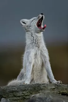 Carnivora Collection: Arctic Fox (Alopex / Vulpes lagopus) yawning, during moult from grey summer fur to winter white