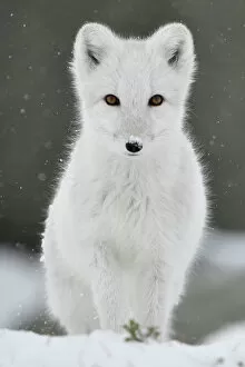 Animal Hair Collection: Arctic fox (Vulpes lagopus), juvenile looking at camera, portrait, winter pelage