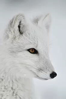 Related Images Metal Print Collection: Arctic fox (Vulpes lagopus) portrait of juvenile, winter pelage. Dovrefjell National Park, Norway