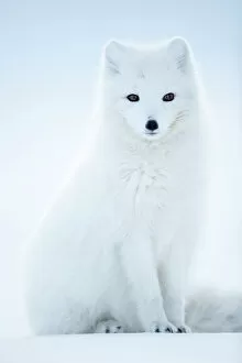 Animal artwork Canvas Print Collection: Arctic Fox (Vulpes lagopus), in winter coat portrait, Svalbard, Norway, April