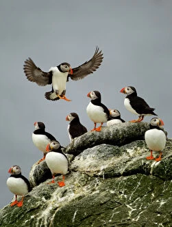 Group Of Animals Collection: Atlantic Puffin (Fratercula arctica) one landing among resting group, Sule Skerry