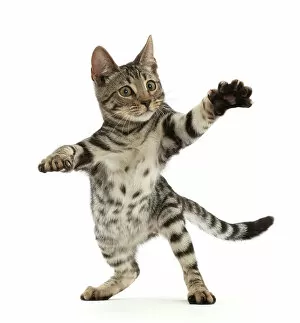 Bengal Glass Place Mat Collection: Bengal kitten, aged 15 weeks, standing on hind legs reaching out, portrait