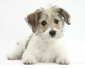 Domesticated Collection: Bichon Fris x Jack Russell Terrier puppy, Bindi, 12 weeks, lying with head up, against