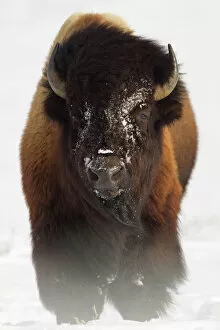 Yellowstone Collection: Bison (Bison bison) in snow. Yellowstone National Park, USA, February