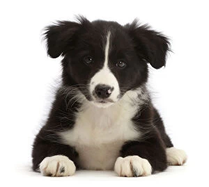 Border Collie Fine Art Print Collection: Black-and-white Border collie puppy, lying down, portrait