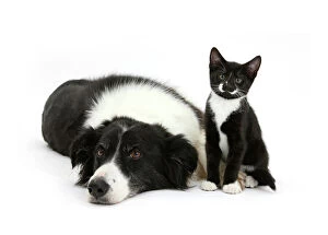 Border Collie Canvas Print Collection: Black and white Border collie bitch with black and white tuxedo kitten age 10 weeks