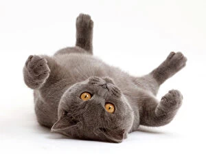 Domesticated Collection: Blue British Shorthair cat lying on his back