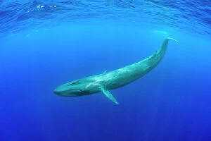 Whale Photo Mug Collection: Blue whale (Balaenoptera musculus) diving beneath ocean surface. Indian Ocean, Sri Lanka