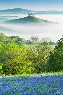 Related Images Collection: Bluebells (Hyacinthoides non-scripta) on Eype Down with Colmer's Hill in background, Bridport