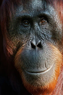 Borneo Island Collection: Bornean Orangutan (Pongo pygmaeus) female face portrait, Tanjung Puting reserve
