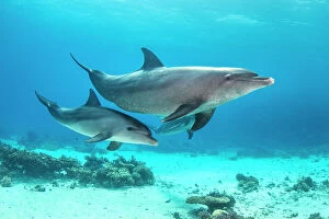 Tursiops Collection: Bottlenose dolphin (Tursiops aduncus) mother baby swimming over a coral reef