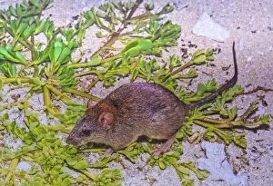 Rodent Collection: Bramble cay melomys (Melomys rubicola), a small rodent that was endemic to a small coral